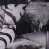 3D Reactive Print White Tiger All Season Comforter Set Twin - S14